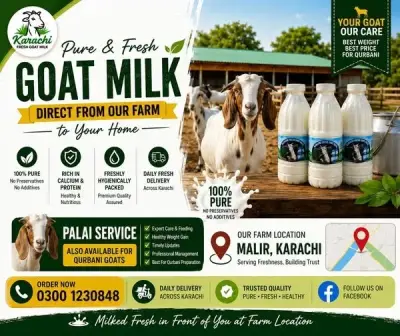 🥛 100% Pure Fresh Goat Milk – Farm Fresh Delivery in Malir | Karachi Ads