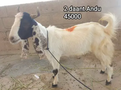 2 Daat Andu Goat For Sale in New Karachi | Karachi Ads