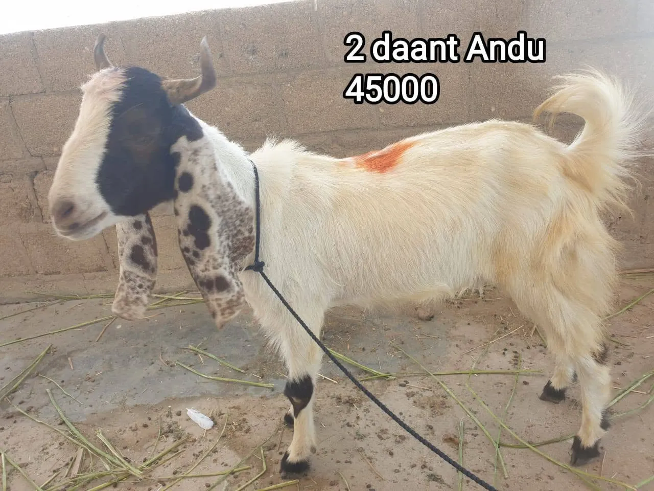 2 Daat Andu Goat For Sale in New Karachi | Karachi Ads - photo 1