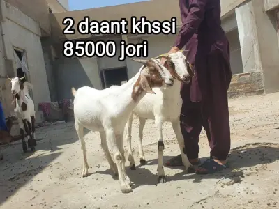 2 Daat Khassi Bakra pair – Healthy & Heavy For Sale in Gulistan-e-Jauhar | Karachi Ads