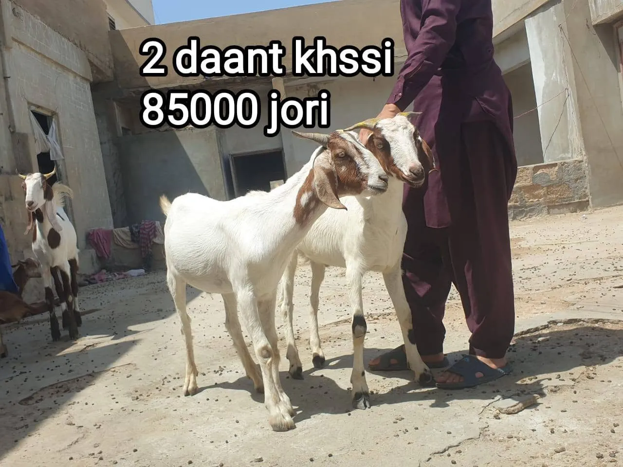 2 Daat Khassi Bakra pair – Healthy & Heavy For Sale in Gulistan-e-Jauhar | Karachi Ads - photo 1