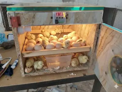 50 eggs incubator For Sale in Gulistan-e-Jauhar | Karachi Ads