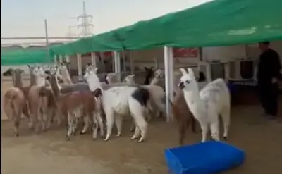Alpaca's, Llamas, Nilgai & Fallow Deer, black swan and many more. For Sale in Gulistan-e-Jauhar | Karachi Ads