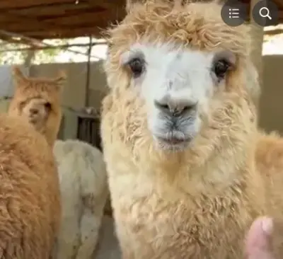 Alpaca's, Llamas, Nilgai & Fallow Deer, black swan and many more. For Sale in Gulistan-e-Jauhar | Karachi Ads - photo 2