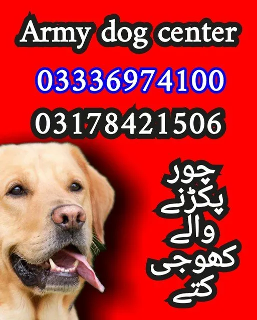 Army dog center Karachi 03336974100 - photo 2