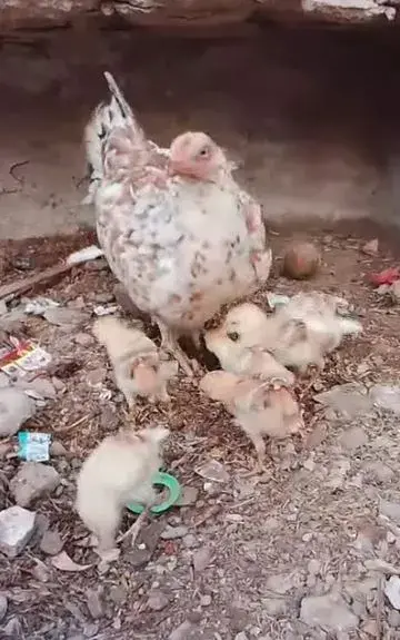 Aseel Hen with Chicks For Sale in Scheme 33 | Karachi Ads