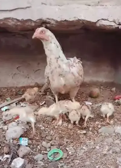 Aseel Hen with Chicks For Sale in Scheme 33 | Karachi Ads - photo 2