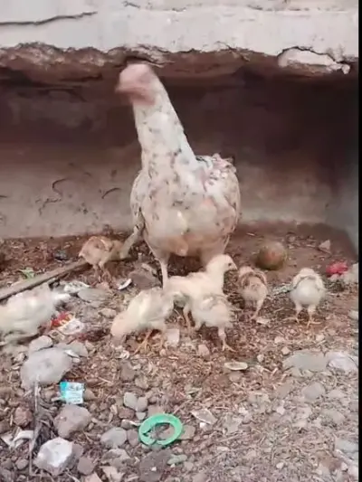 Aseel Hen with Chicks For Sale in Scheme 33 | Karachi Ads - photo 3