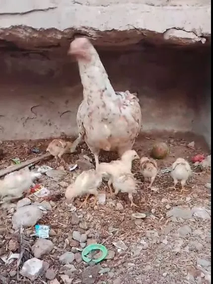 Aseel Hen with Chicks For Sale in Scheme 33 | Karachi Ads - photo 3