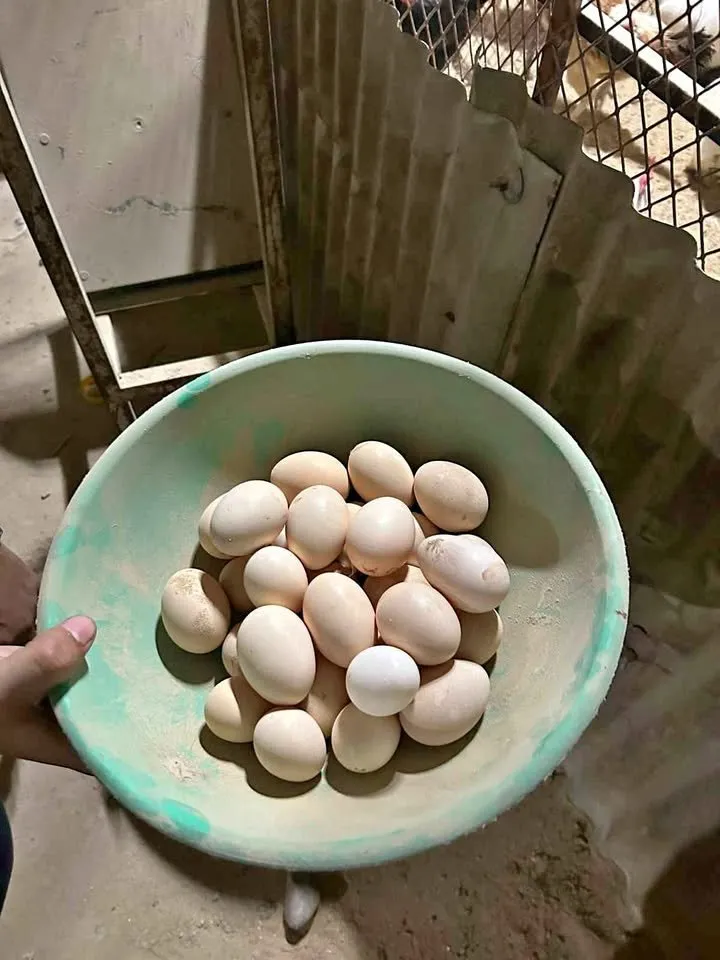 Austrlop,RIR,phantom Buff,misri(Fertile/Non Fertile Egg) For Sale in Gulistan-e-Jauhar | Karachi Ads - photo 1