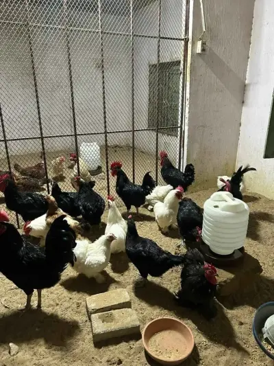 Austrlop,RIR,phantom Buff,misri(Fertile/Non Fertile Egg) For Sale in Gulistan-e-Jauhar | Karachi Ads - photo 2