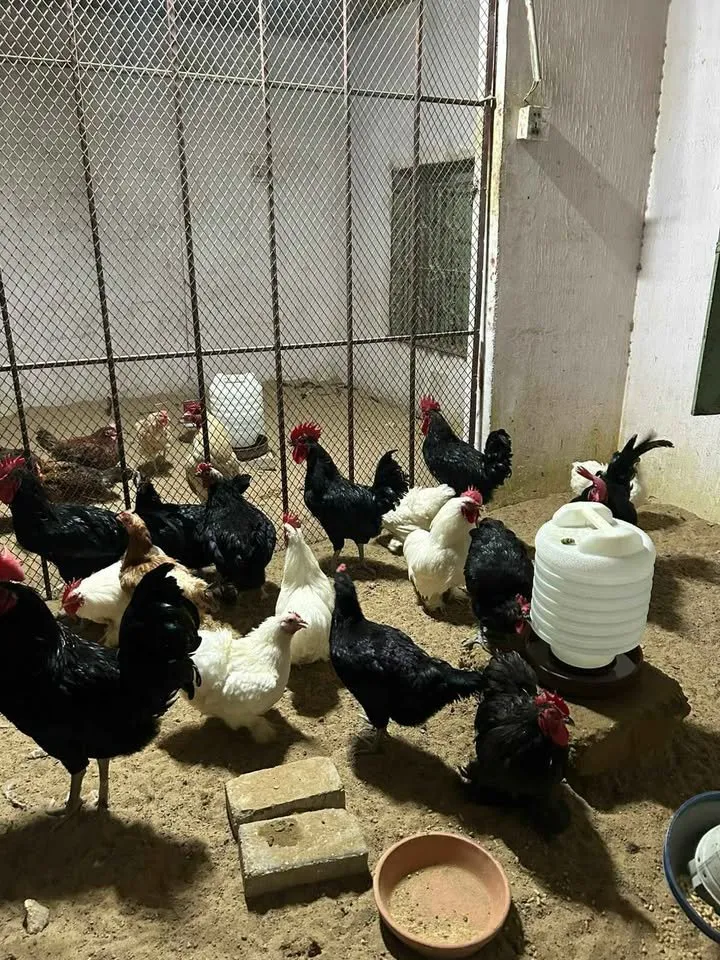 Austrlop,RIR,phantom Buff,misri(Fertile/Non Fertile Egg) For Sale in Gulistan-e-Jauhar | Karachi Ads - photo 2