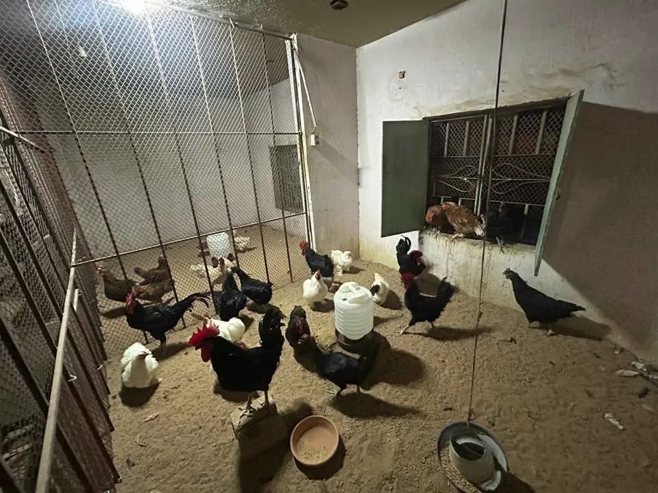 Austrlop,RIR,phantom Buff,misri(Fertile/Non Fertile Egg) For Sale in Gulistan-e-Jauhar | Karachi Ads - photo 3