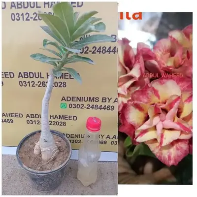 Beautiful and healthy plants