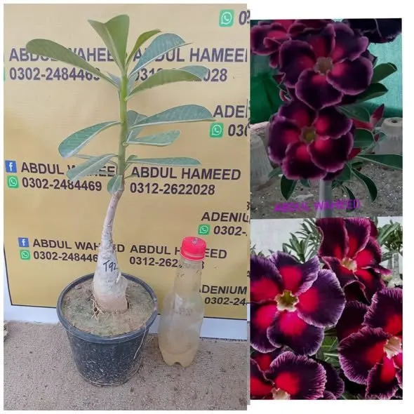 Beautiful and healthy plants - photo 2