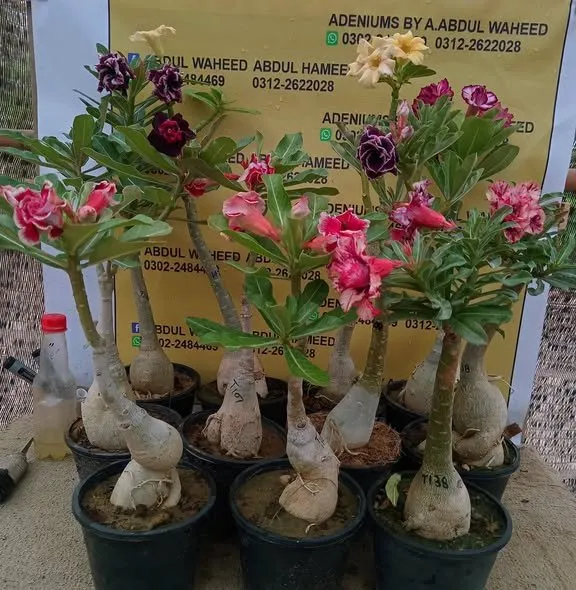 Beautiful and Healthy Plants imported from Thailand - photo 1
