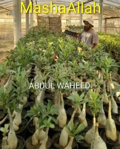 Beautiful and Healthy Plants imported from Thailand - photo 2