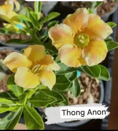 Beautiful and Healthy Plants imported from Thailand - photo 3