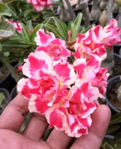 Beautiful and Healthy Plants imported from Thailand - photo 4