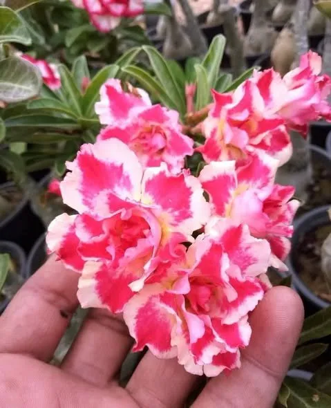 Beautiful and Healthy Plants imported from Thailand - photo 4