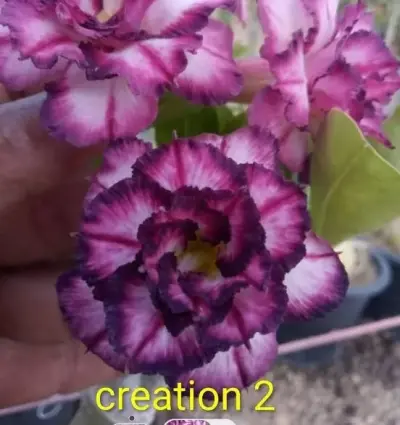 Beautiful and Healthy Plants imported from Thailand - photo 5