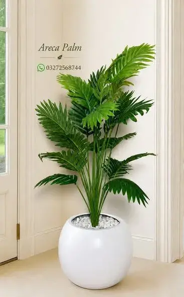 🌿 Beautiful Indoor & Outdoor Plants Available 🌿