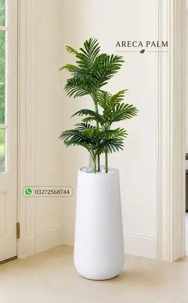 🌿 Beautiful Indoor & Outdoor Plants Available 🌿 - photo 2