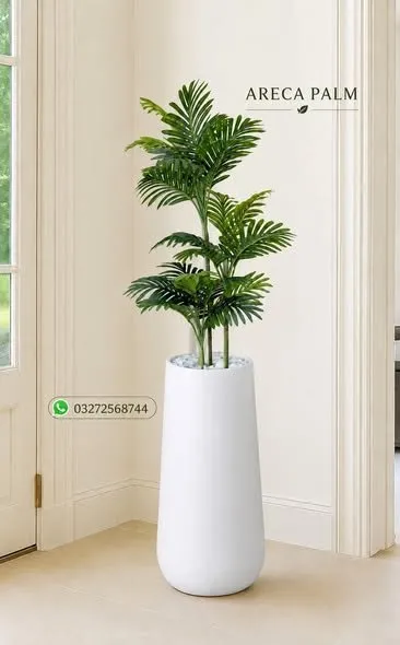 ๐ฟ Beautiful Indoor & Outdoor Plants Available ๐ฟ - photo 2