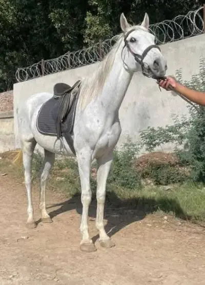 🐎 Beautiful White Mare | Riding & Broodmare | Healthy & Well Trained For Sale in North Nazimabad | Karachi Ads