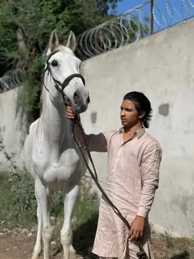 🐎 Beautiful White Mare | Riding & Broodmare | Healthy & Well Trained For Sale in North Nazimabad | Karachi Ads - photo 2