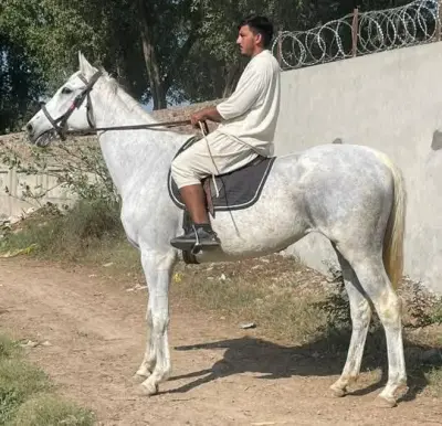 🐎 Beautiful White Mare | Riding & Broodmare | Healthy & Well Trained For Sale in North Nazimabad | Karachi Ads - photo 3