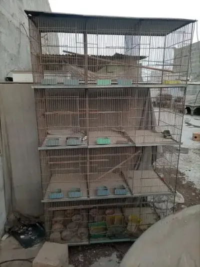 Cages available For Sale in Gulshan-e-Maymar | Karachi Ads - photo 2