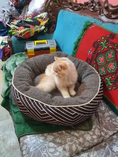 cat used accessories cat house cat beds cat For Sale in North Karachi | Karachi Ads