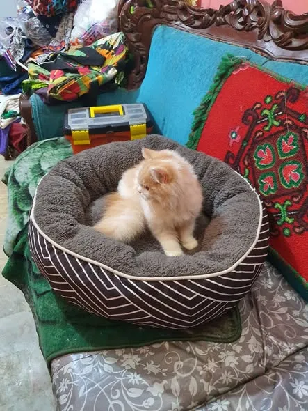 cat used accessories cat house cat beds cat For Sale in North Karachi | Karachi Ads - photo 1