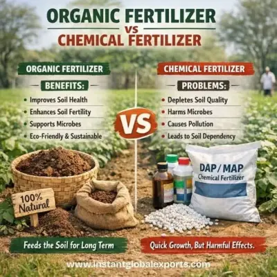 Chemical fertilizers like DAP and MAP give quick results.
