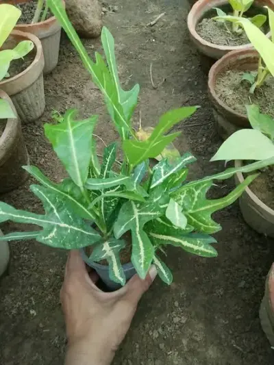 Croton available for sale