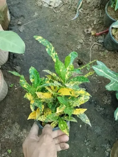 Croton available for sale - photo 2