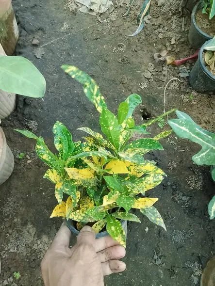 Croton available for sale - photo 2