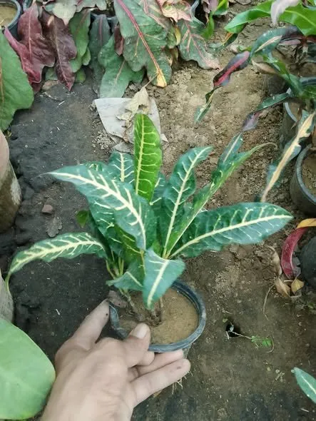 Croton available for sale - photo 3