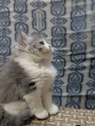 Cute Male Fluffy Kitten For Sale in Gulistan-e-Jauhar | Karachi Ads