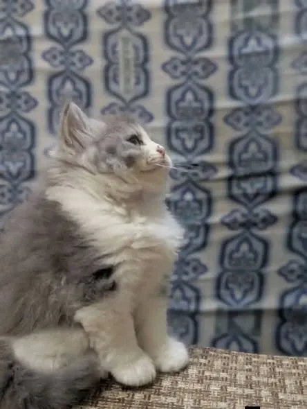 Cute Male Fluffy Kitten For Sale in Gulistan-e-Jauhar | Karachi Ads - photo 1