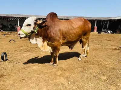 𝗤𝘂𝗿𝗯𝗮𝗻𝗶 𝗸 𝗯𝗮𝗰𝗵𝗿𝗮𝘆 𝗮𝘃𝗮𝗶𝗹𝗮𝗯𝗹𝗲 𝗳𝗼𝗿 𝘀𝗮𝗹𝗲