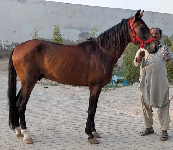 Desi Ravi Breed MALE For Sale in Bin Qasim Town | Karachi Ads - photo 1
