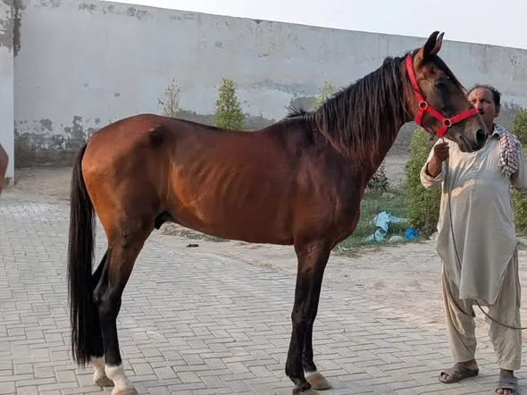 Desi Ravi Breed MALE For Sale in Bin Qasim Town | Karachi Ads - photo 2