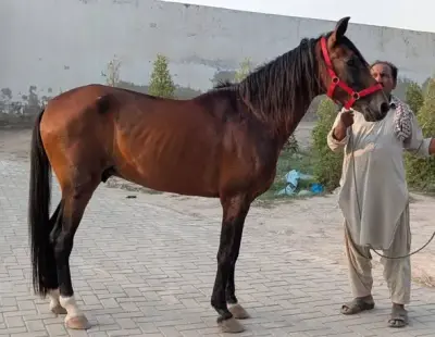 Desi Ravi Breed MALE For Sale in Bin Qasim Town | Karachi Ads - photo 3