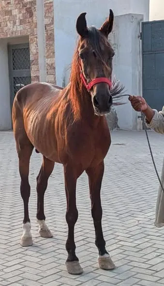 Desi Ravi Breed MALE For Sale in Bin Qasim Town | Karachi Ads - photo 4