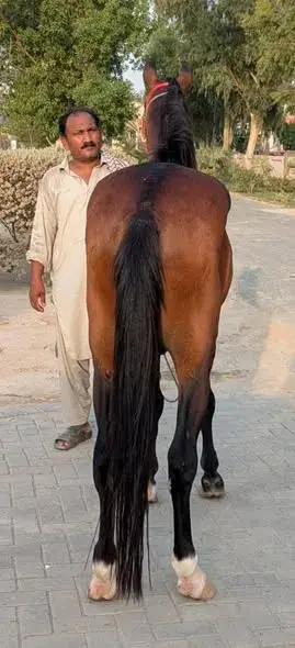 Desi Ravi Breed MALE For Sale in Bin Qasim Town | Karachi Ads - photo 5