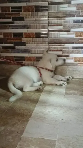 dog pair For Sale in New Karachi | Karachi Ads