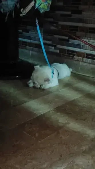 dog pair For Sale in New Karachi | Karachi Ads - photo 2