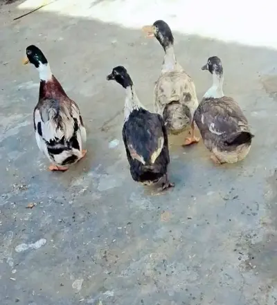 Ducks are looking for new Home For Sale in Orangi Town | Karachi Ads